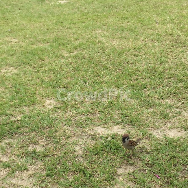 참새,잔디,공원,bird,귀여운새,새,grass,평화