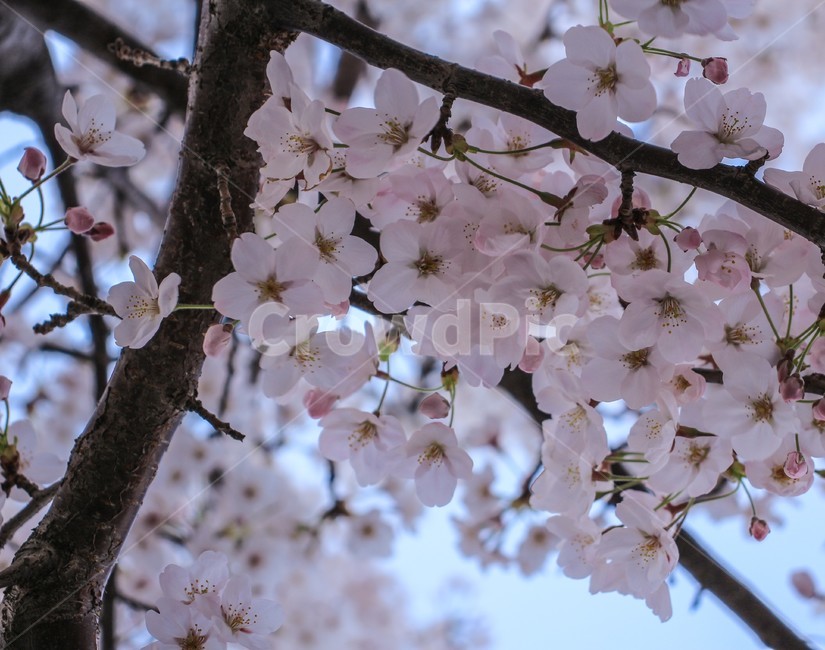 봄,벚꽃,벚꽃나무,blossom,flower,봄,계절,spring,season,식물,자연,plants,nature,꽃,flower,plant,cherry blossom