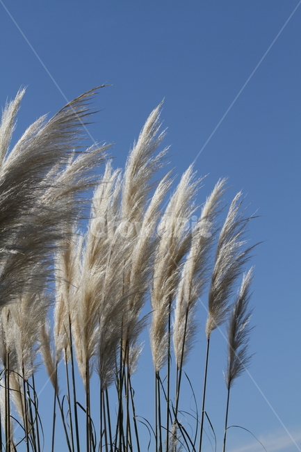 팜파스그라스,식물,가을,꽃,pampasgrass,가을,계절,fall,autumn,season,식물,자연,plants,nature,grass,잔디,plant,lawn,reed,갈대