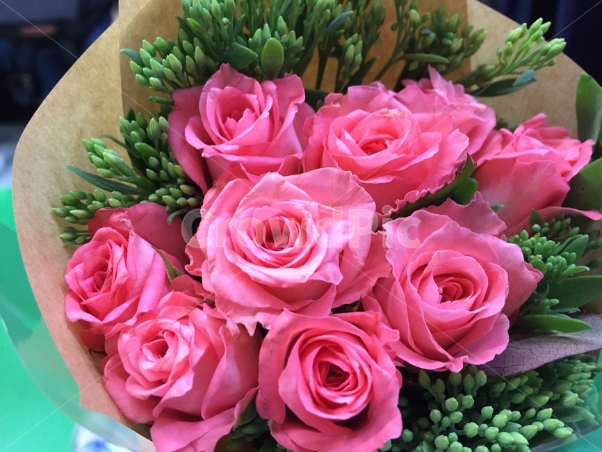 꽃,장미,분홍,pink,rose,핑크,선물,고백,gift