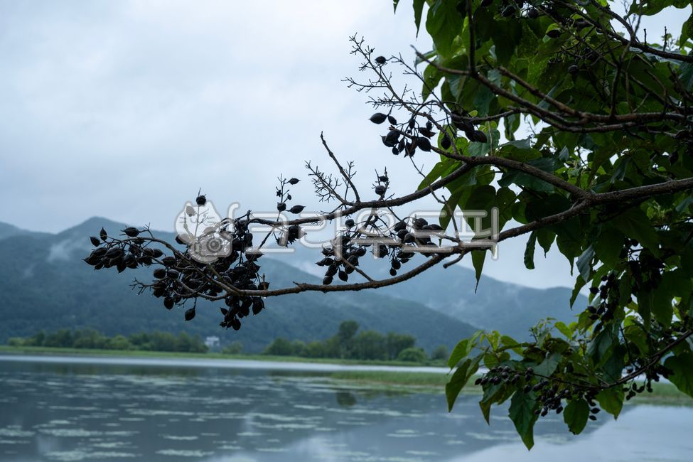 강,강가,풍경,비,초록,그린,안개,하늘,산,산그림자,nature,자연,outdoors,옥외,tree,나무,lake,호수,water,물