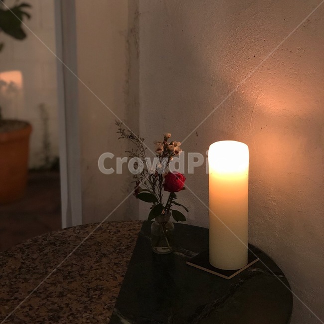 꽃,자연,꽃병,감성,분위기,식물,자연,plants,nature,꽃,flower,실내용화초,화분,화초,house plant