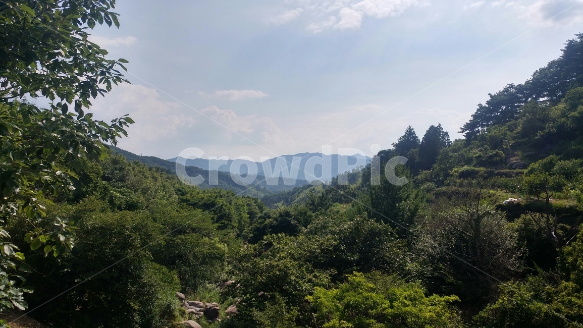 숲,산,숲속,산속,자연,자연,풍경,nature,landscape,outdoors,옥외,tree,나무,plant,식물