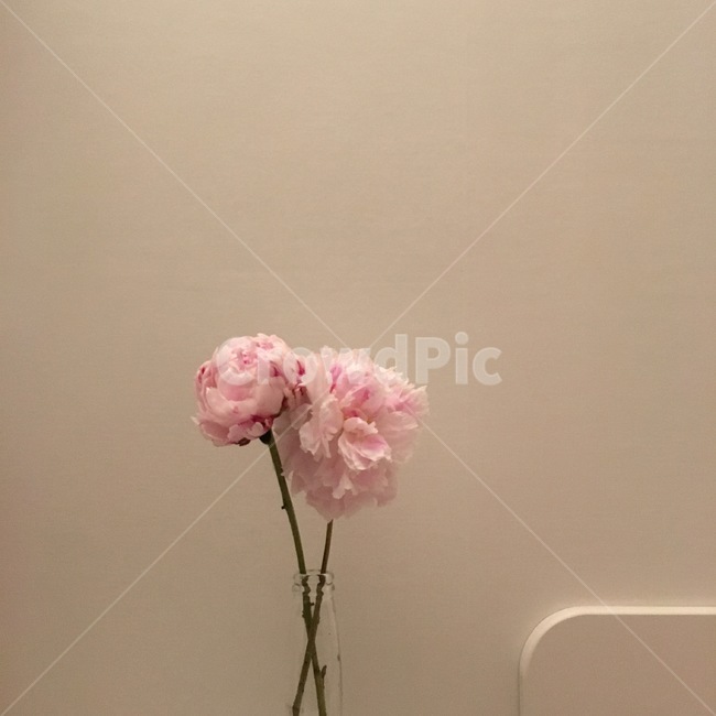 꽃,핑크색,수국,인테리어,플라워,flower,pink,interior,방,분홍색,꽃다발,식물,자연,plants,nature,꽃,flower,실내용화초,화분,화초,house plant