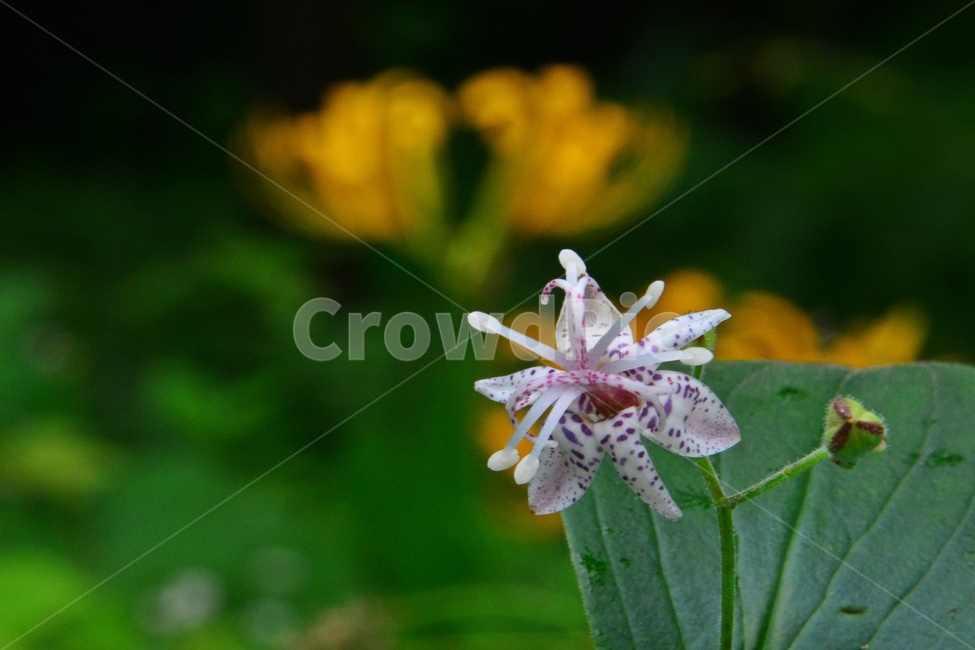 plant,식물,blossom,flower,꽃,야생화,뻐꾹나리꽃,뻐꾹나리,흰뻐꾹나리