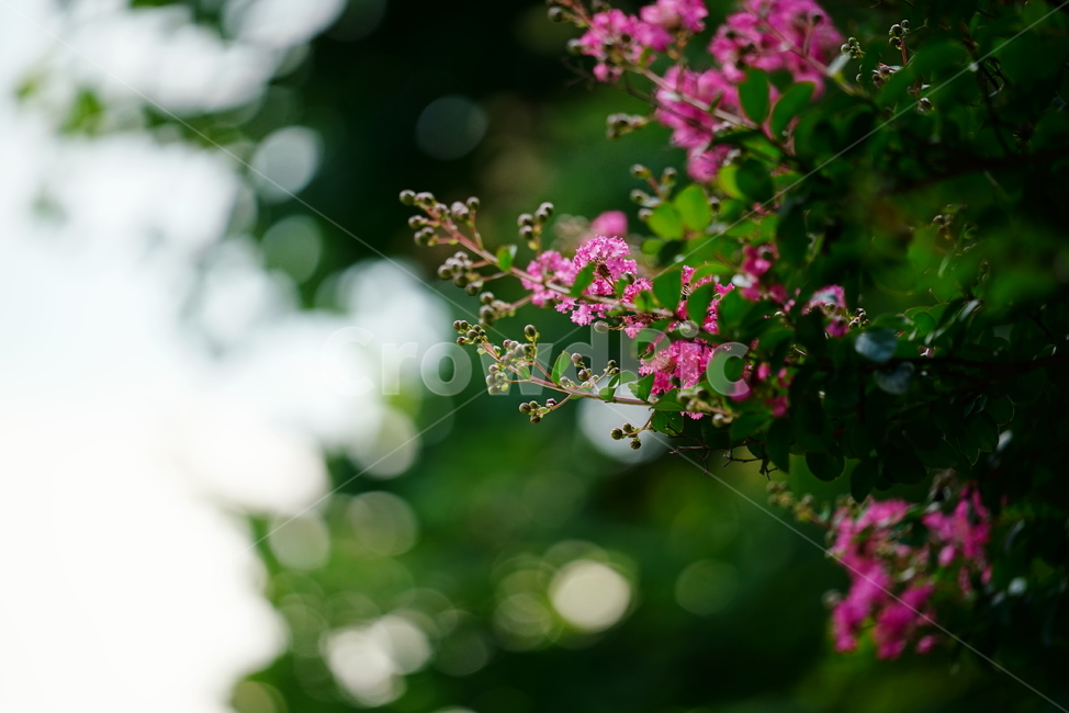 꽃,플라워,flower,생물,자연,분홍,컬러,색감,plant,식물,식물,자연,plants,nature,꽃,flower