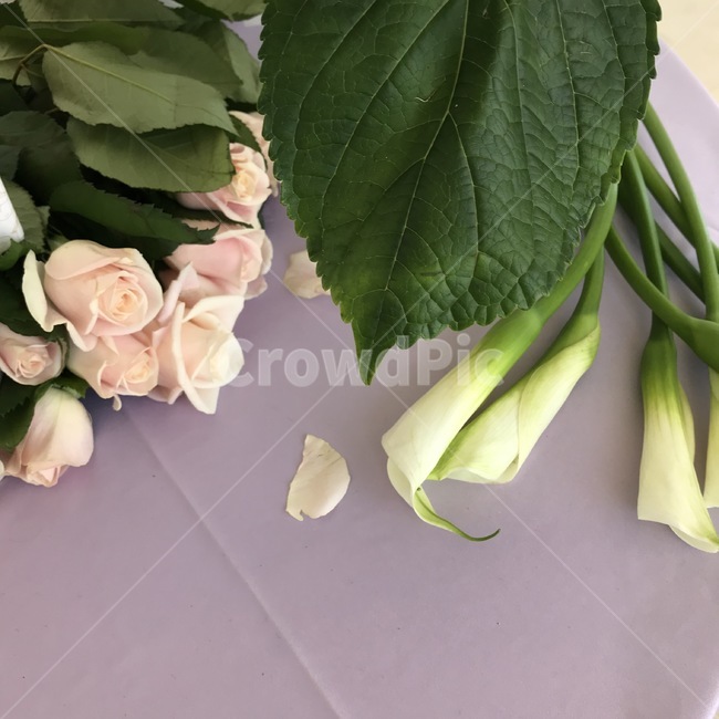 plant,식물,장미,rose,pink,purple,kara,카라,leaf,나뭇잎,인테리어,배경,여백,글쓰기배경