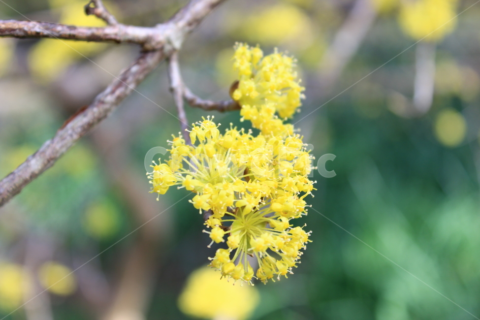 산수유,꽃,노란꽃,제주,봄,봄꽃,풍경,자연,색감,노랑,봄,계절,spring,season,식물,자연,plants,nature,꽃,flower,plant