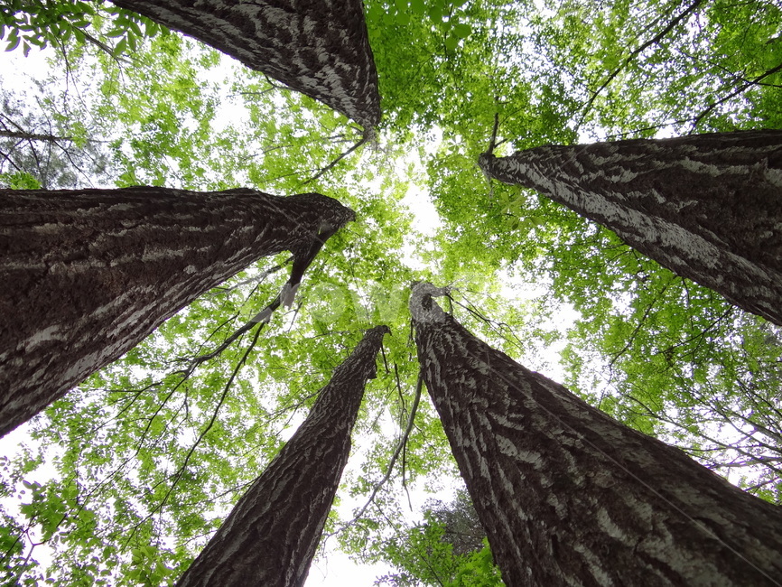 tree,나무,식물,treetrunk,나무줄기,식물,자연,plants,nature,나무,trees,wood