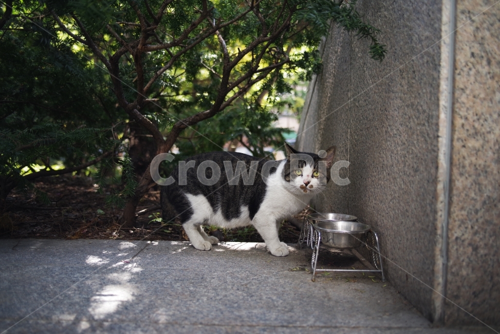 	고양이,길고양이,길냥이,애완동물,반려동물,생명,자연,야생,야생동물,야생고양이,미묘,미냥,cat,kitty,kitten,cute,lovely,adorable,pet,animal,street,streetcat,stray,straycat,wild,wildlife,wildcat,wildanimal,nature,natural,beauty,beautiful,동물,animal,포유류,mammal,고양이,cat,kitten,kitty