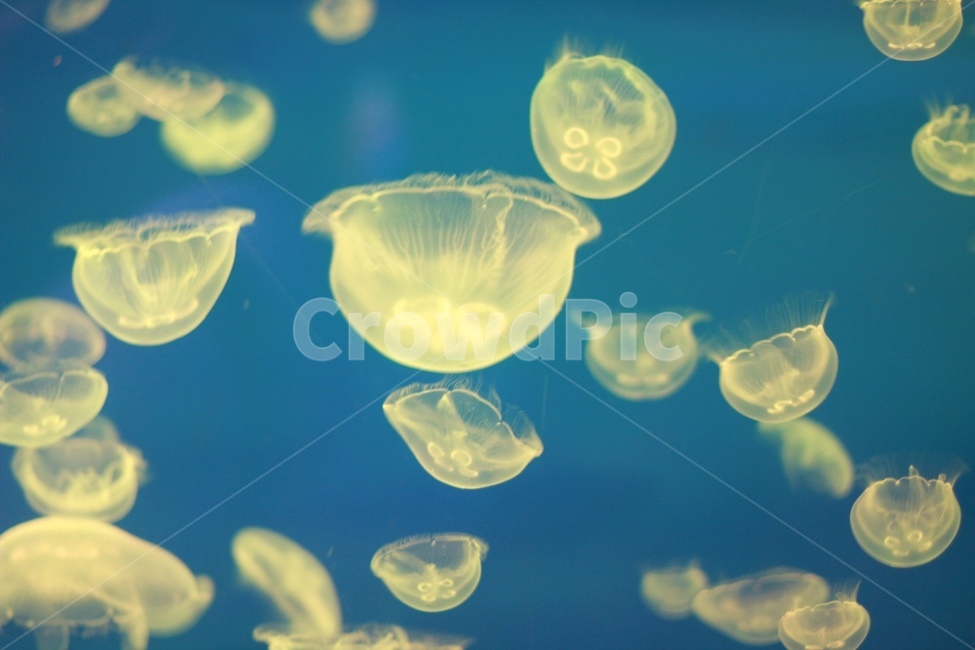 아쿠아리움,해파리,jellyfish,강장동물,aquarium,동물,animal,색깔,색상,색채,색감,color sense,color sensitivity,feeling of color