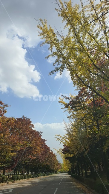 도로,나무,단풍,가을,산림,숲속,가을하늘,tree,plant,식물,가을,계절,fall,autumn,season,자연,풍경,nature,landscape