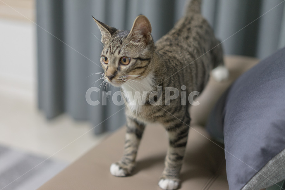 고양이,야옹이,cat,코리안숏헤어,동물,애용,애옹,애교,귀여움,귀엽다,애완,반려,반려동물