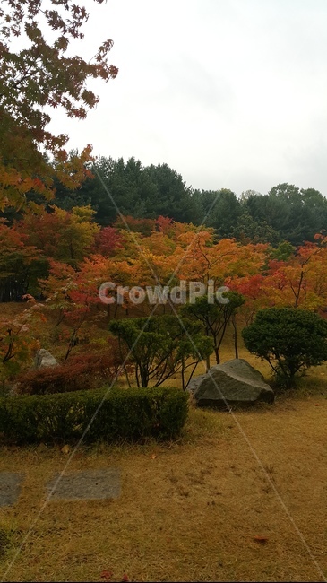 가을,단풍,남이섬,식물,나무,풍경,자연,울긋불긋,조용한,한적한,쓸쓸함,적막,가을,계절,fall,autumn,season,자연,풍경,nature,landscape,tree,plant