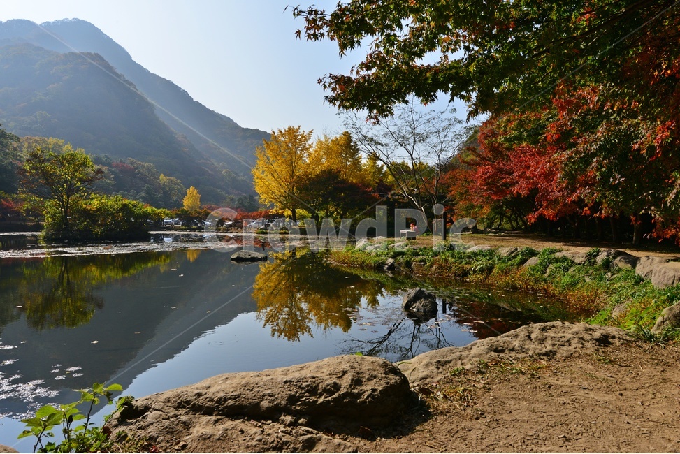 water,물,outdoors,옥외,nature,자연,tree,나무,plant,식물,maple,단풍,leaf,잎,장성,백양사,백양사추색,가을,계절,추색,만추,단풍잎,반영,가을,계절,fall,autumn,season
