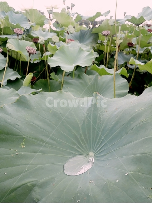 연꽃,lotus,꽃,자연,감성,여름,색감,아름다움,flower,식물,plants,nature,정물,비,장마,연잎,꽃봉오리,우아,접사,연밭,수생,연꽃축제,피어나다,녹색,잎,계절,lotusleaf,bloom,blossom,leaf,연,습지