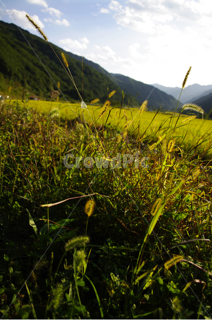강아지풀,풀,식물,빛,가을,식물,자연,plants,nature