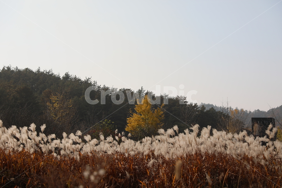 가을,억새,풍경,식물,자연,가을,계절,fall,autumn,season,자연,풍경,nature,landscape,plant,grass,잔디,lawn