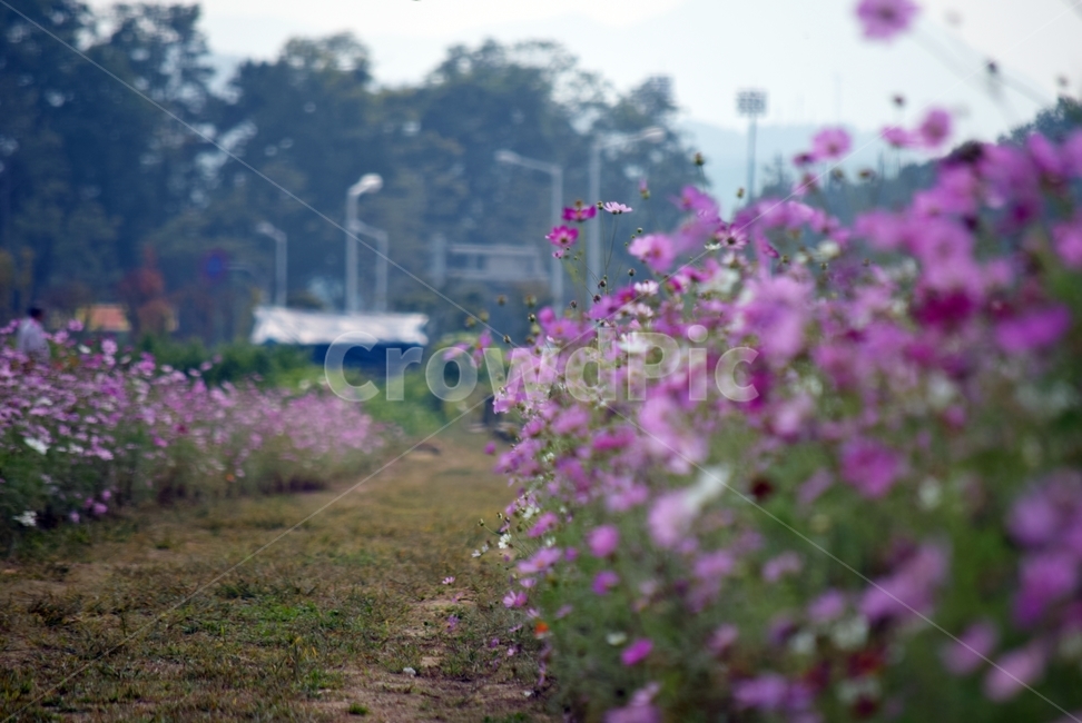 outdoors,옥외,geranium,제라늄,plant,식물,blossom,flower,꽃,가을,계절,fall,autumn,season