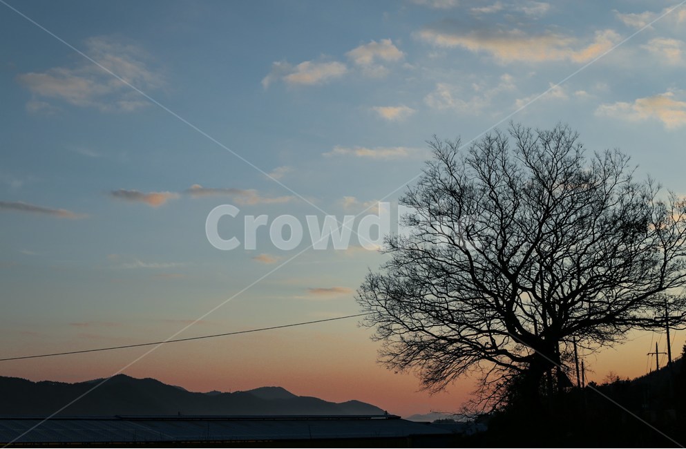 나무,노을,한그루,큰나무,시골,가을,tree
