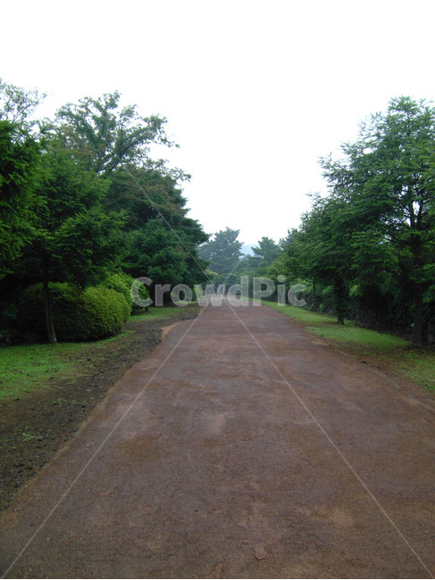 풍경,숲,나무,길,자연,자연,풍경,nature,landscape,road,도로,plant,식물,grass,잔디,path,통로,asphalt,아스팔트