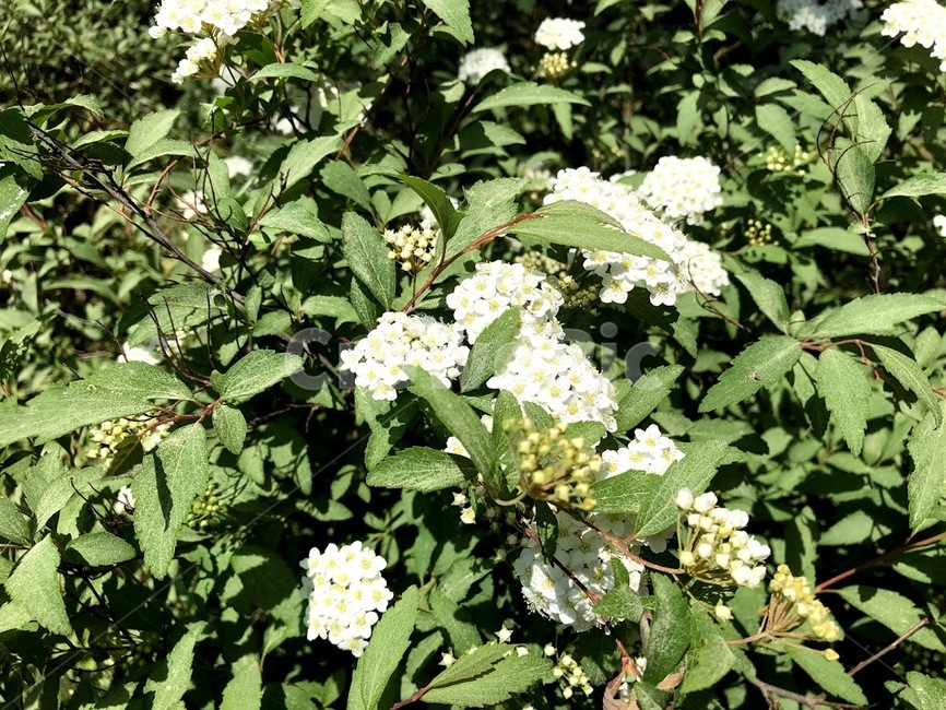 꽃,봄꽃,flower,white,초록,하얀,흰색,푸른,풀,자연