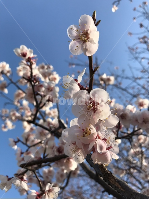 벚꽃,봄날,flower,봄,spring,cherryblossoms,식물,자연,plants,nature,꽃,flower