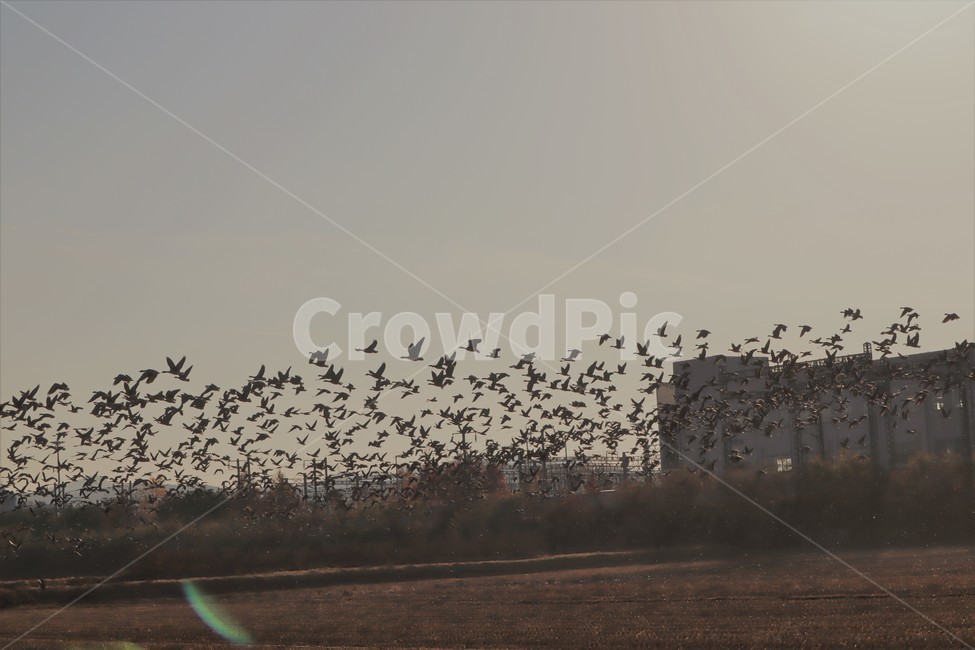 기러기,철새,가을,들녘,들판,동물,animal,조류,새,birds