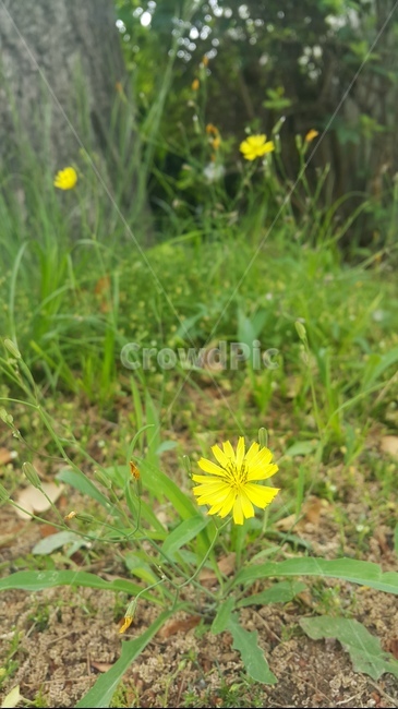 꽃,컬러,노란색,여름,들꽃,plant,flower,yellow