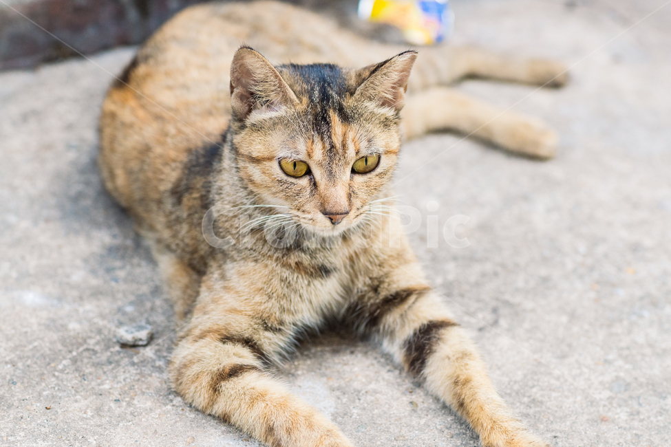 고양이,캣,cat,길냥이,길고양이,길냥,냥이,고양,동물,동물,animal,포유류,mammal,고양이,cat,kitten,kitty