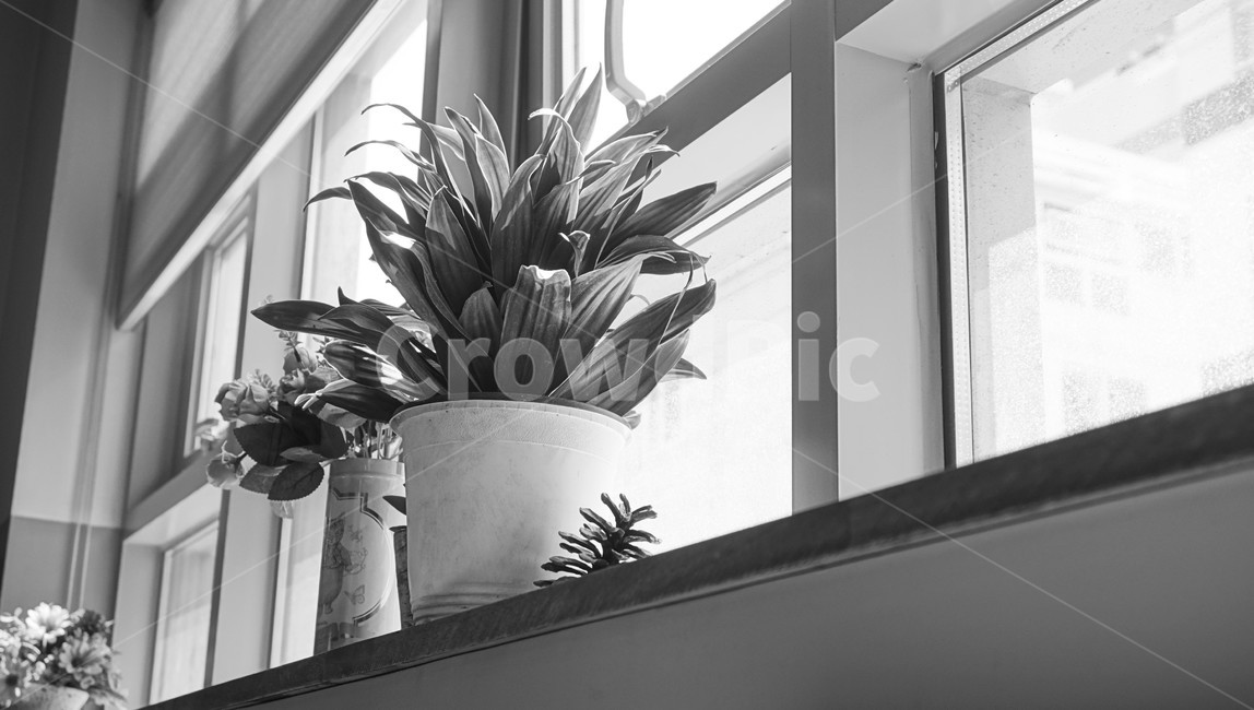 카페,화분,꽃,창문,감성,분위기,휴식,햇빛,cafe,plant,flower,rest,sunshine