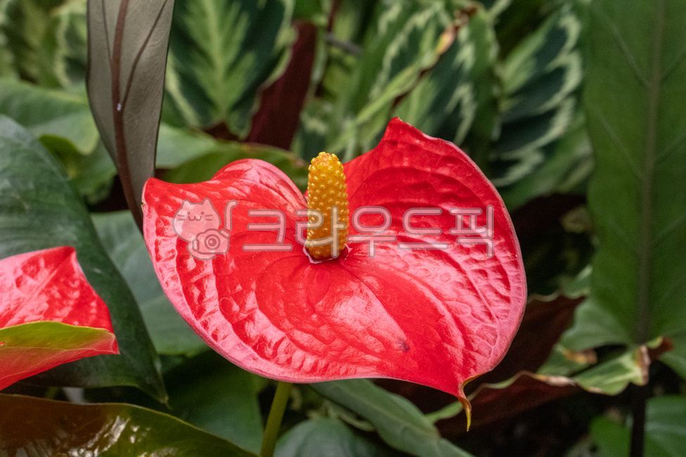 orchid,난초,유원지,flowerarrangement,꽃꽂이,flowerbouquet,꽃다발,배경,nature,자연,식물,꽃,flower,leaf,잎,나뭇잎,petal,꽃잎,vegetation