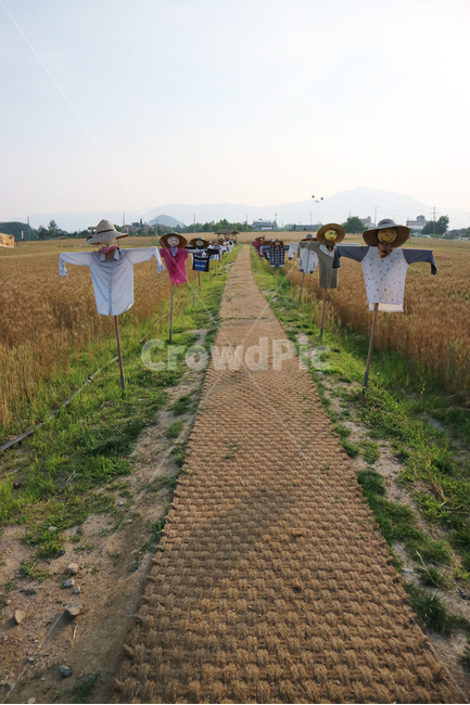 철원,보리밭,보리,허수아비,길,시골,마을,풍경,landscape,country,rural,town,산업,industry,industrial,농업,농사,agriculture,farming,farming industry