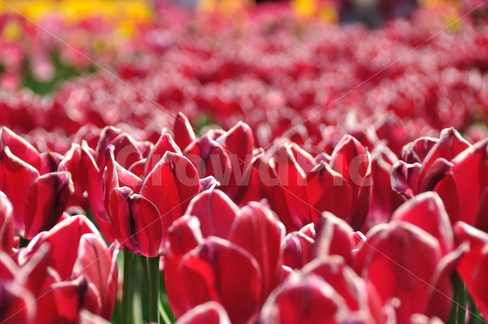 꽃,자연,풍경,튤립,정물,tulip,봄,계절,spring,season,식물,자연,plants,nature,꽃,flower,plant,blossom
