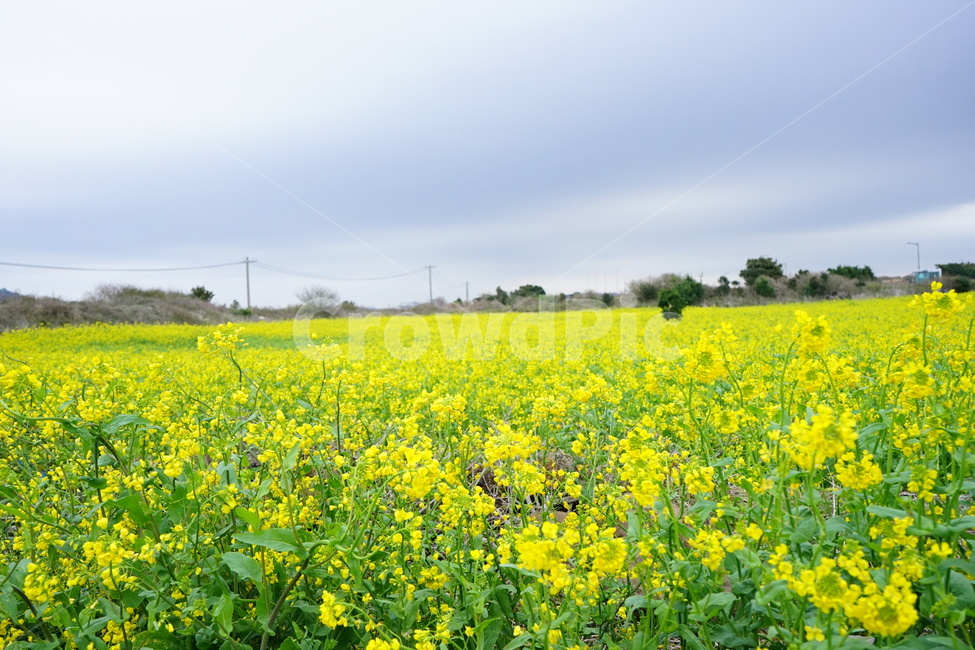 제주도,유채꽃,풍경,노랑,꽃,봄,계절,spring,season,자연,풍경,nature,landscape,grassland,목초지,outdoors,옥외,field,들,farm,농장,rural,농촌,meadow