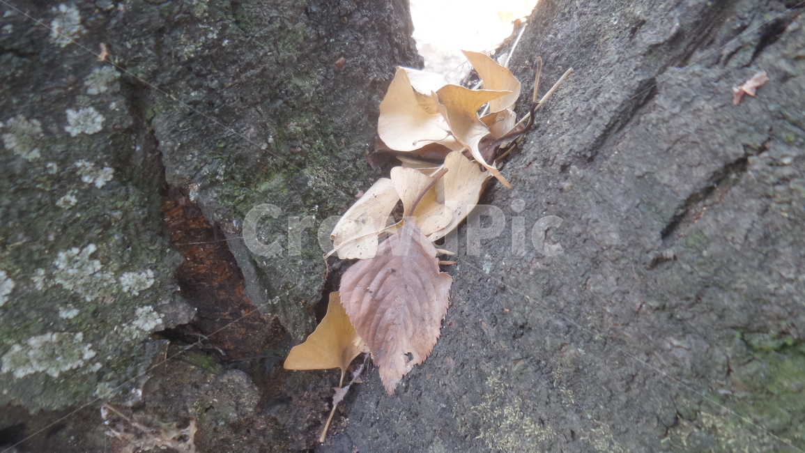 낙엽,leafabscission,落葉,나뭇잎,단풍,가을,계절,fall,autumn,season,leaf,잎,plant,식물