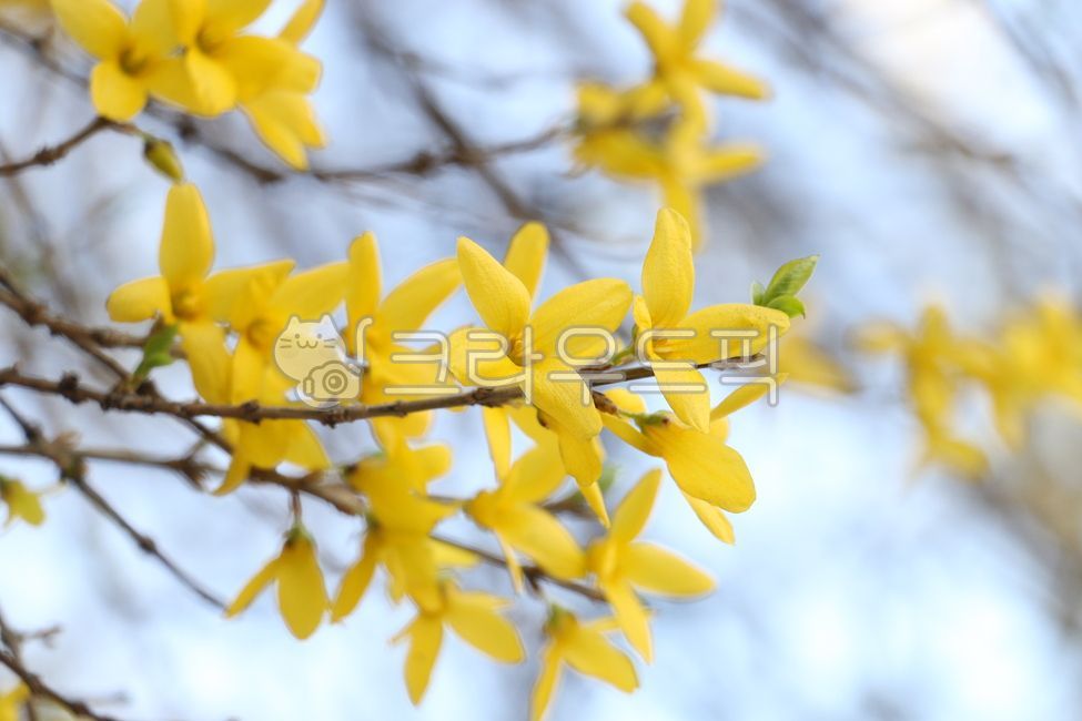 spring,spring flowers,forsythia,Spring news,plant,yellow