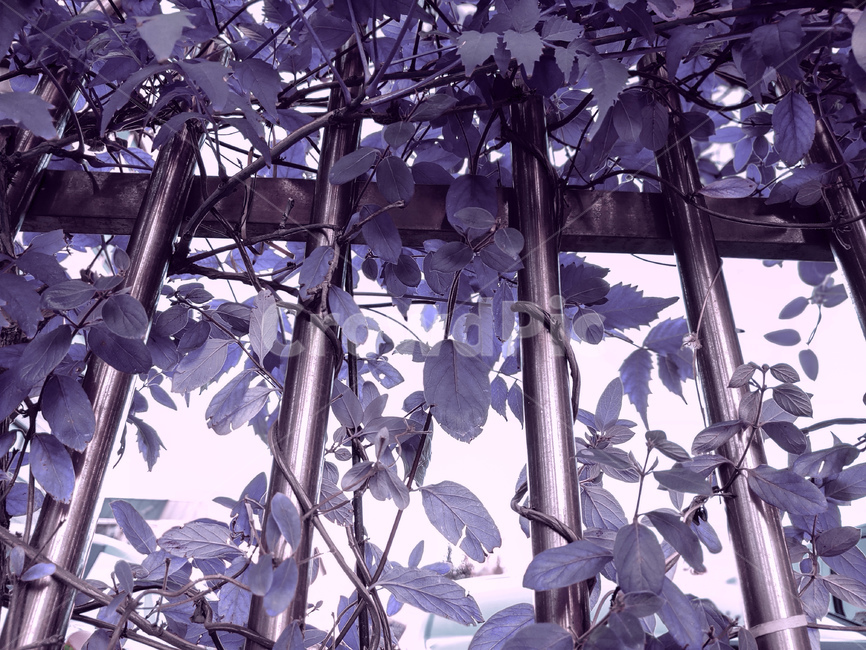 안전망,식물,배경,창살,방범창,식물,자연,plants,nature