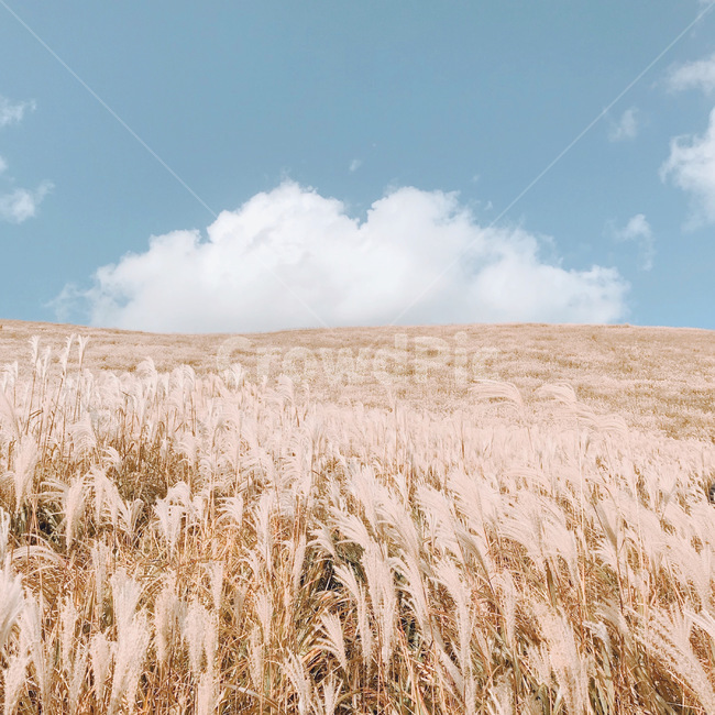 plant,식물,갈대,억새,억새풀,하늘,구름,곡물,가을,계절,fall,autumn,season,자연,풍경,nature,landscape,food,음식,vegetable,야채,grain