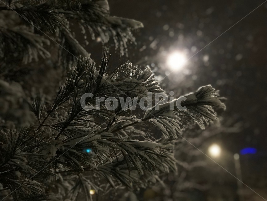 plant,식물,tree,나무,abies,아비,fir,전나무,눈,눈오는날,겨울,야경,겨울,계절,winter,season