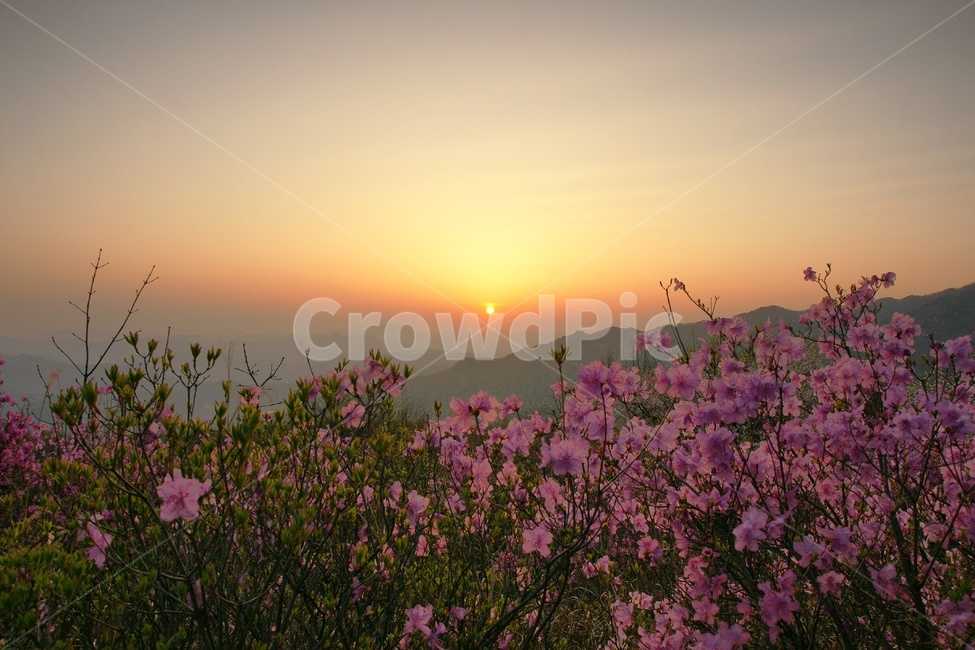 일출,철쭉,대둔산,논산,산,봄,계절,spring,season,자연,풍경,nature,landscape,flare,플레어,light,빛,outdoors,옥외