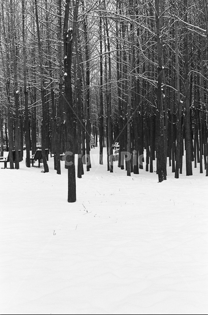 눈오는날,눈오는풍경,겨울풍경,눈,snow,white,winter,풍경,landscape,겨울,계절,winter,season,자연,풍경,nature,landscape,tree,나무,plant,식물,vegetation,초목,outdoors,옥외,forest,숲,land,땅,woodland,삼림지,grove,작은 숲