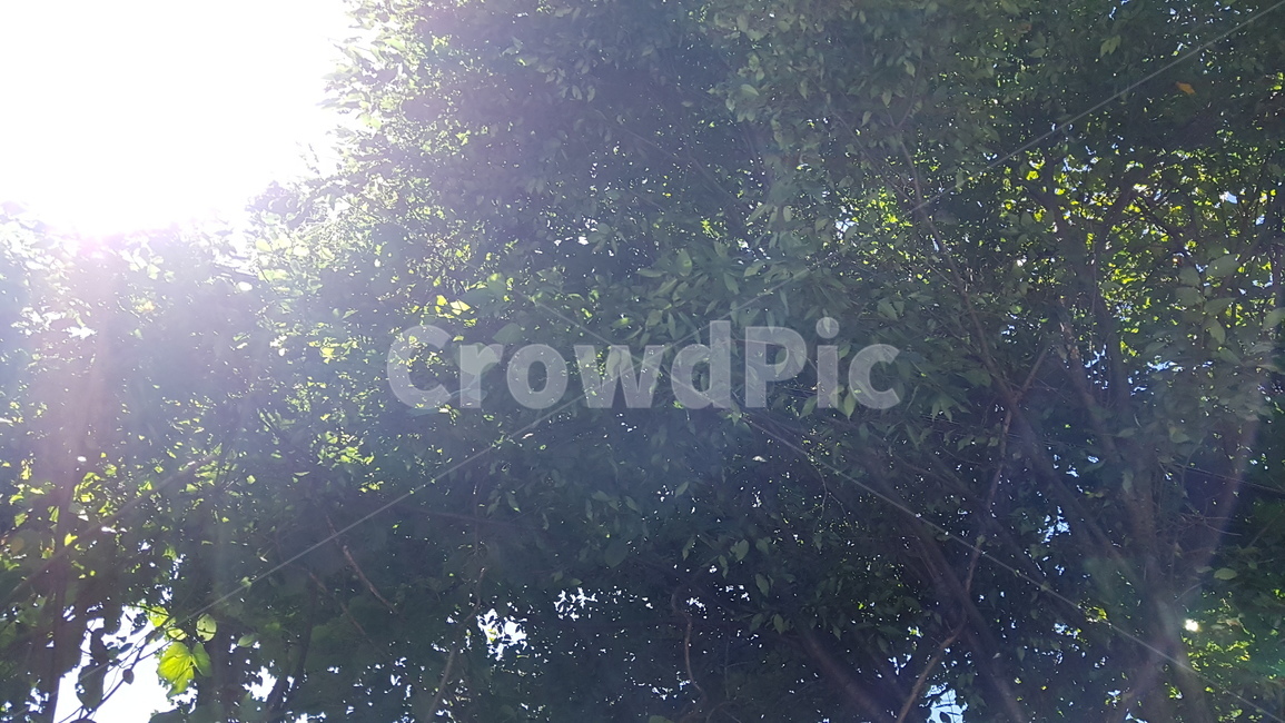 햇살,나무,풍경,산,힐링,자연,풍경,nature,landscape,flare,플레어,light,빛