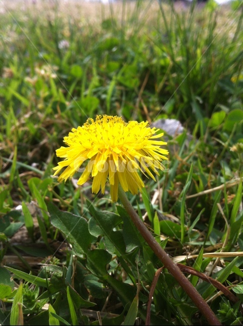 민들레,dandelion,꽃,flower,봄,여름,노란색,노랑,잔디,yellow