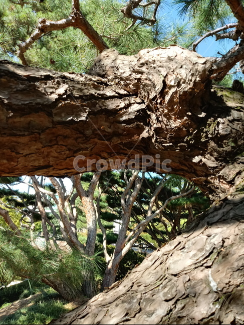 소나무,나무,식물,적송,tree,plant,나무줄기,상록교목,솔나무,송목,육송,송유송,여송,자송,청송,식물,자연,plants,nature,나무,trees,wood