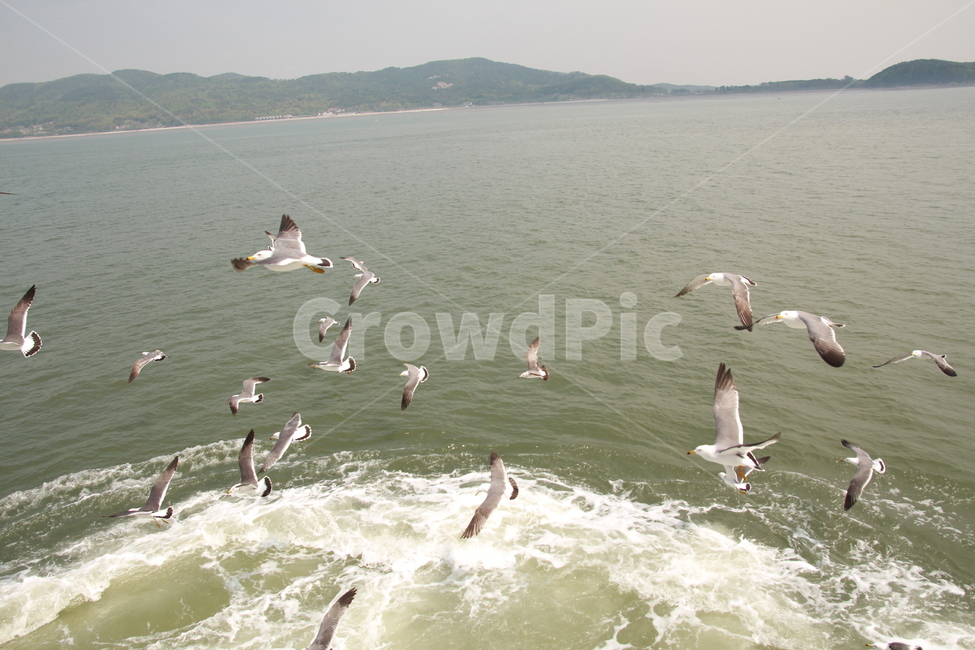 갈매기,바다,하늘,새,흰갈매기,자연,풍경,nature,landscape,동물,animal,조류,새,birds,bird