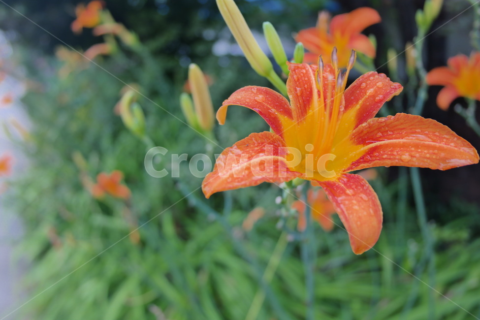 원추리,원추리꽃,꽃,백합과,주황색,주황색꽃,한국꽃,flower,plant,blossom,봄꽃,식물,식물,자연,plants,nature,꽃,flower