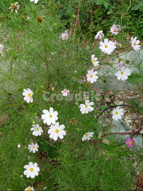 꽃,식물,꽃잎,plant,flower,blossom,코스모스,가을꽃,식물,자연,plants,nature,꽃,flower