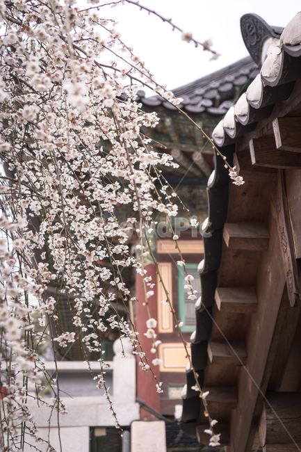 식물,blossom,꽃,flower,cherryblossom,벚꽃,봄,사찰,절,기와,도심속,서울,매화,백매화,봄,계절,spring,season