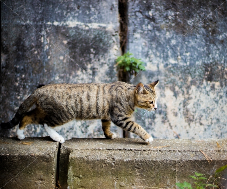 고양이,길고양이,동물,cat,포유류,감성,일상,DSLR,100D,canon,코숏,가을,animal,kitty,길냥이,반려동물,분위기,자연스러움,자연,동물,animal,포유류,mammal,고양이,cat,kitten,kitty